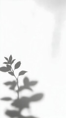 Shadow of Plant Leaves on White Wall Creates Abstract Background