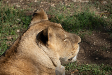 Lioness Sleeping Grass Closeup - A close-up photo of a lioness sleeping in a patch of grass.
