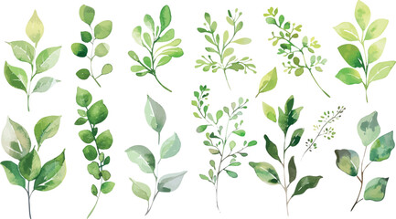 Set of green watercolor leaves on isolated background. Green leaf branches collection. Watercolor floral set. Leaf branches for greetings, fashion, eucalyptus, olive, cloth, print, invitation, card