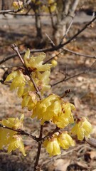 a Japanese allspice