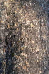 gros plan sur l'écorce du platane