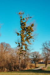 arbres porteur de gui