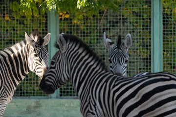 Zebras Enclosure Zoo Animals: Three zebras stand in a zoo enclosure, likely for conservation and...