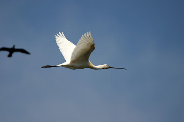 Three Eurasian spoonbill - Platalea leucorodia - in flight in the natural area