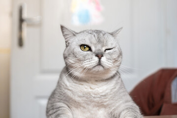 Cat Winking Close Up Indoor Portrait