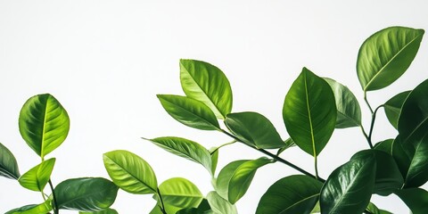 Fototapeta premium Lemon green leaves are beautifully showcased against a clean white background, highlighting the fresh and vibrant nature of lemon green leaves in a minimalist style.