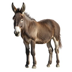 Fototapeta premium Donkey on transparent background.