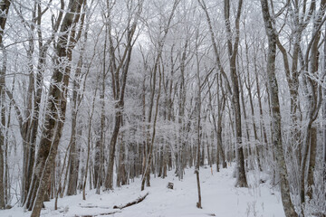 美しい霧氷の森