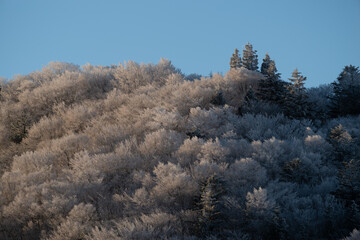 美しい霧氷の森