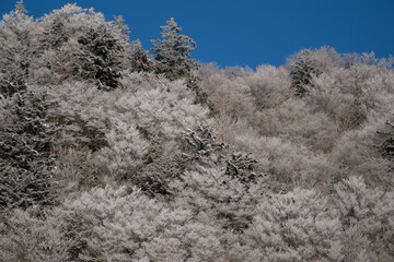 美しい霧氷の森