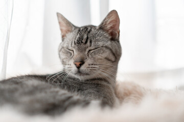 窓辺でくつろぐ可愛い猫　サバトラ猫