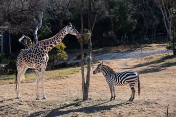 Naklejka premium キリンとシマウマ