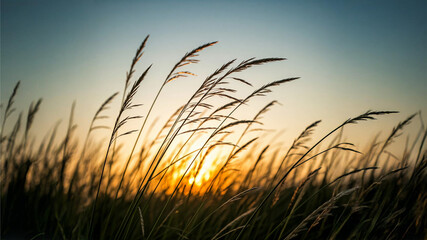 Naklejka premium Silhouetted grasses sway against a vibrant sunset sky. Golden light illuminates the scene, evoking a sense of peace and tranquility. Perfect for nature-inspired designs
