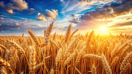 Forbidden Wheat Harvest - Banned Crop, Agricultural Prohibition