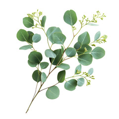 Obraz premium Eucalyptus Sprigs on transparent background.