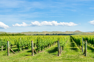 Obraz premium Vineyard in Hawke's Bay, New Zealand