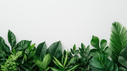 Tropical green leaves border on white background, flat lay, top view