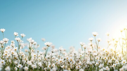 Fototapeta premium Bright Spring Blossoms in Sunlight Against a Clear Blue Sky, White blossoms and sunlight concept.