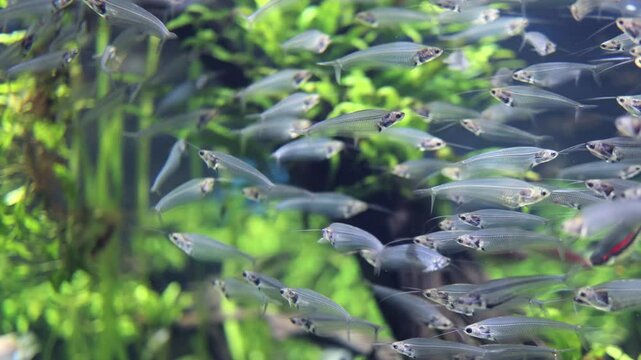 Group of Glass catfish (Kryptopterus bicirrhis) on freshwater aquarium tank
