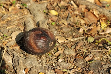 Large round seed on ground in the park