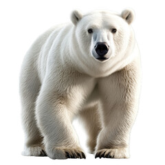 realistic polar bear standing on transparency background, showcasing its thick white fur and strong build. bear appears curious and majestic, embodying beauty of wildlife