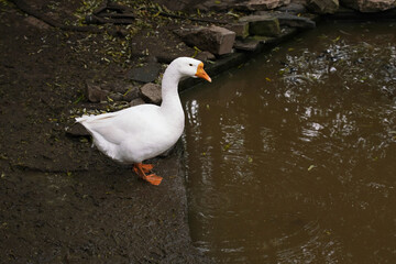 A white duck standing by a muddy water edge in a tranquil natural setting, observing the rippling water during a calm afternoon