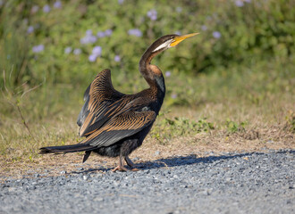 An Australasian darter, also known as a snakebird or anhinga, in an unusual place, walking on a gravel path while drying its wings at Arundel wetlands on the Gold Coast in Queensland, Australia.