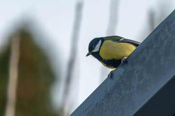 Little Titmouse sitting on a branch.