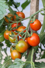A flourishing tomato patch brimming with vibrant colors.