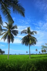 Fototapeta premium Coconut Tree (Cocos nucifera) against blue sky in the middle of paddy rice fields.