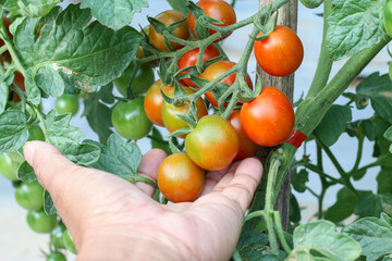Close-up of a hand inspecting a plump red tomato in the garden.
