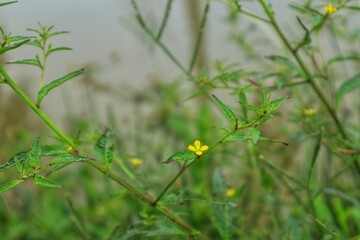 Ludwigia decurrens or willow primrose plant growing in wet habitat, close up view.