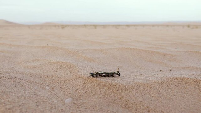 A caterpillar walks in the sand. After a heavy rain in 2024, plants and animals reappear in the Sahara desert of Morocco. 4k footage. 
