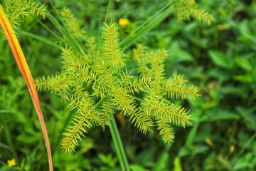 Wild plant Cyperus strigosus usually lives near water, close up view.