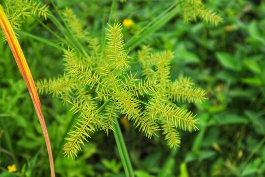 Wild plant Cyperus strigosus usually lives near water, close up view.