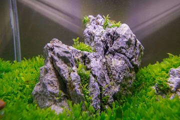 Peaceful Planted Aquarium