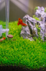 a small, red betta fish is swimming in a planted aquarium