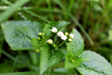 wild flower grass
