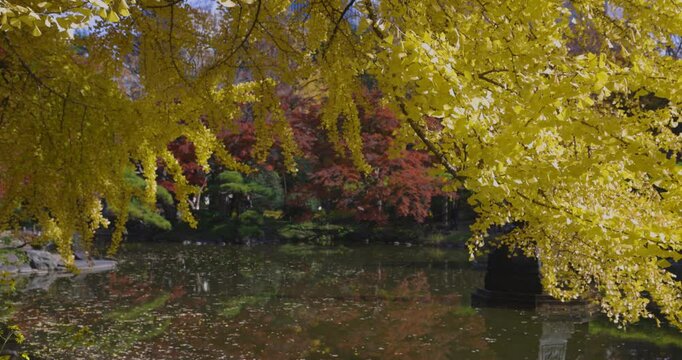 A yellow gingko tree near the pond at Hibiya park in Tokyo telephoto shot,