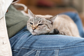 飼い主の足の上で眠る可愛い猫　シャムトラ猫