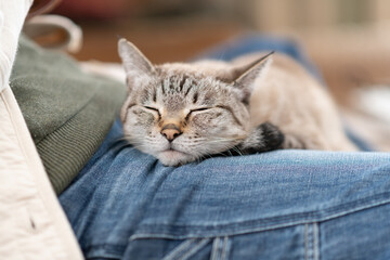 飼い主の足の上で眠る可愛い猫　シャムトラ猫