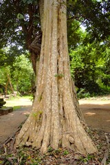 Tropical trees in Beng Mealea, Siem Reap, Cambodia