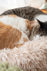 窓辺で眠る可愛い二匹の猫