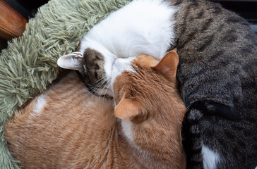 窓辺で眠る可愛い二匹の猫