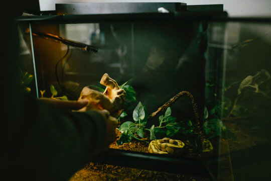 Person removing a reptile hide cave from a terrarium with a snake