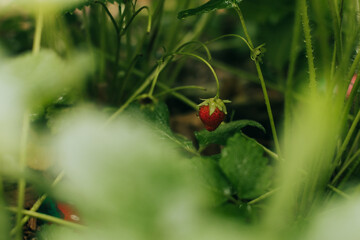 Close up of June-bearing strawberries growing in backyard garden