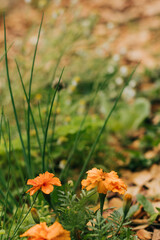 Orange marigolds grow alongside chives in backyard garden