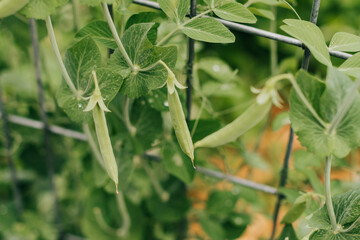 Close up of fresh garden peas in backyard garden after rain