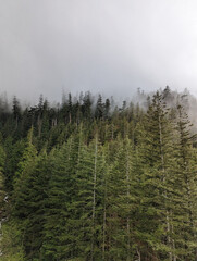 Tall evergreen trees on moutain slope on misty day at Deception wall