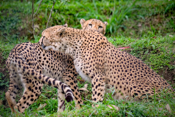 A male cheetah ( Acinonyx Jubatus) looking for prey